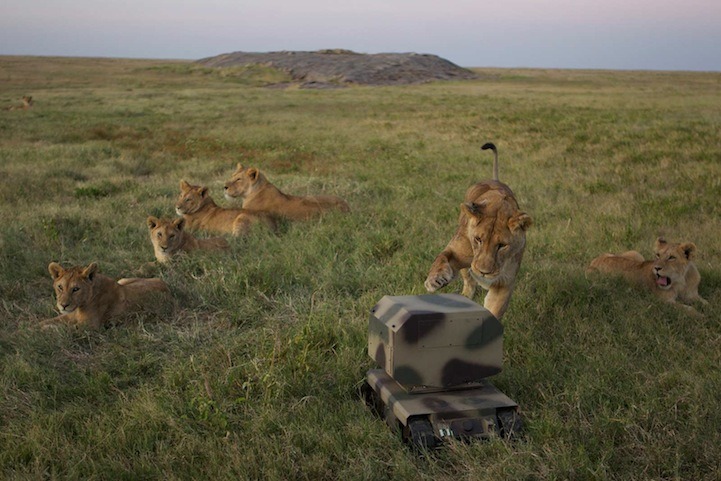 Kingdomy The Serengeti Lion By Vumbi Pride Feet