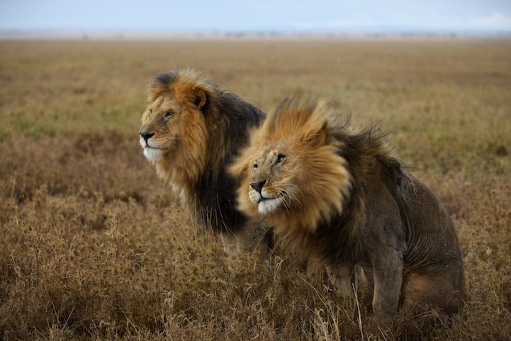 Kingdomy The Serengeti Lion By Vumbi Pride Feet
